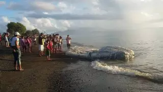 Ученые предупредили о вреде человеческого шума для морской жизни 