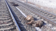 Поезд сбил стадо овец в Алматинской области