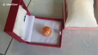 Бедному рыбаку предложили миллионы за редчайшую жемчужину