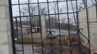 Взрослый лев жил в крестьянском хозяйстве в Алматинской области