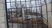 Взрослый лев жил в крестьянском хозяйстве в Алматинской области