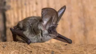 ВОЗ сделала заявление о четырех версиях попадания COVID-19 к человеку