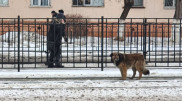 На трамвайных рельсах в Павлодаре поселился свой Хатико