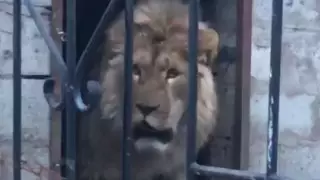 Стало известно о судьбе льва из Алматинской области