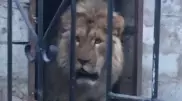 Стало известно о судьбе льва из Алматинской области