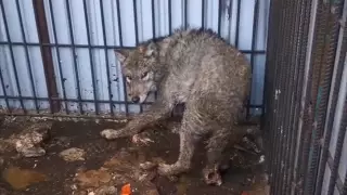 "Волков убивают ради шкур в Алматинской области": заведено уголовное дело