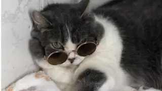 "Кошачий тиндер". Алматинский приют запустил креативную акцию