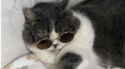 "Кошачий тиндер". Алматинский приют запустил креативную акцию