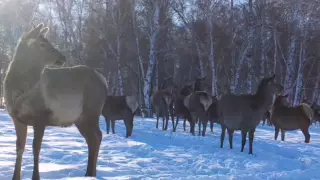Асканийские олени попали в объектив фотоловушки в Бурабае