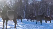 Асканийские олени попали в объектив фотоловушки в Бурабае