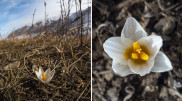 Подснежники зацвели в горах Алматы