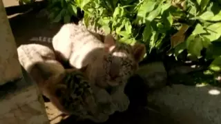 Редкие белые тигрята погибли от COVID-19 в зоопарке Пакистана