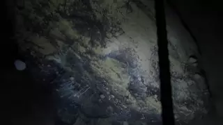 Под ледником Антарктиды обнаружили странных животных