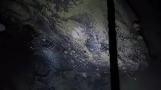 Загадочных существ засняли под километром льда в Антарктиде