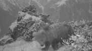 Редкого медведя сняли на видео в Алматинской области