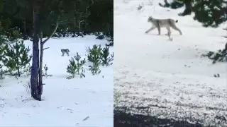 Прогулку рыси сняли на видео в Баянаульском нацпарке