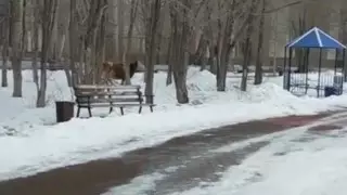 Потерявшуюся по дороге в Шымкент корову спасли полицейские Караганды
