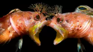 Саудовский "Титаник" и драка рыб с крутой прической. 20 снимков с конкурса Underwater Photographer of the Year