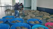 Жители Техаса спасли тысячи черепах от сильного снежного шторма