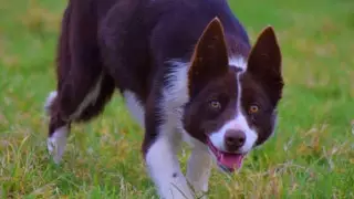 Самую дорогую овчарку в мире продали на аукционе в Британии