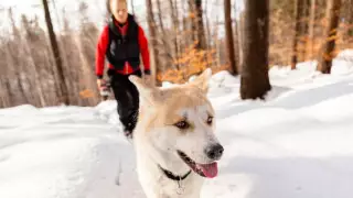 Налог на животных в Казахстане: что думают об идее зоозащитники
