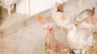 Птичий грипп выявлен у 7 сотрудников птицефабрики на юге России