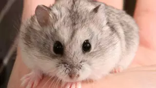 Соседи вызвали полицию из-за похорон хомяка в Павлодаре