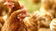 Названы меры профилактики птичьего гриппа H5N8