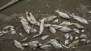 Массовая гибель рыб произошла в ВКО