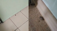 Крысы и тараканы в больнице Алматы: о заказном видео заявили врачи