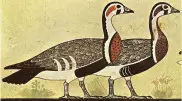 На древнеегипетской картине нашли вымерший вид гусей