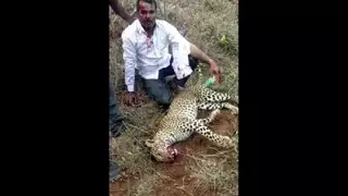 Мужчина убил леопарда голыми руками для спасения жены и дочери