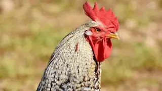 Бойцовый петух убил своего хозяина в Индии