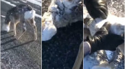 Покрытую коркой льда косулю спасли на трассе в Костанайской области