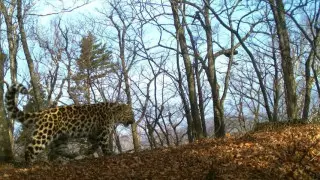 "Подопечная" Стивена Сигала попала в капкан в Китае