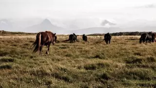 Пограничникам вынесли приговор за кражу скота в Туркестанской области