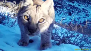 Редкая рысь "позировала" на камеру в Чарыне