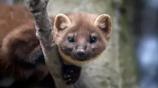 Стоматологи спасли краснокнижного зверька в Алматы