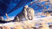 Семья снежных барсов попала на видео в Жамбылской области