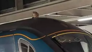 Поезд в Лондоне задержали из-за кота на крыше