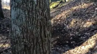 "Нечто выглянуло из-за дерева". Пользователей Сети напугало видео из Instagram