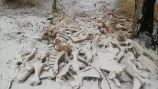 Кости животных вдоль дороги напугали жителей Алматинской области