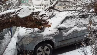 Упавшие после осадков деревья повредили автомобили в Алматы