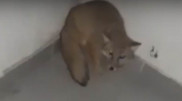 Дикую лисицу в подъезде дома сняли на видео в Актау
