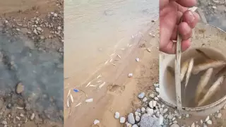 Массовый мор рыбы случился на реке Бадам в Туркестанской области