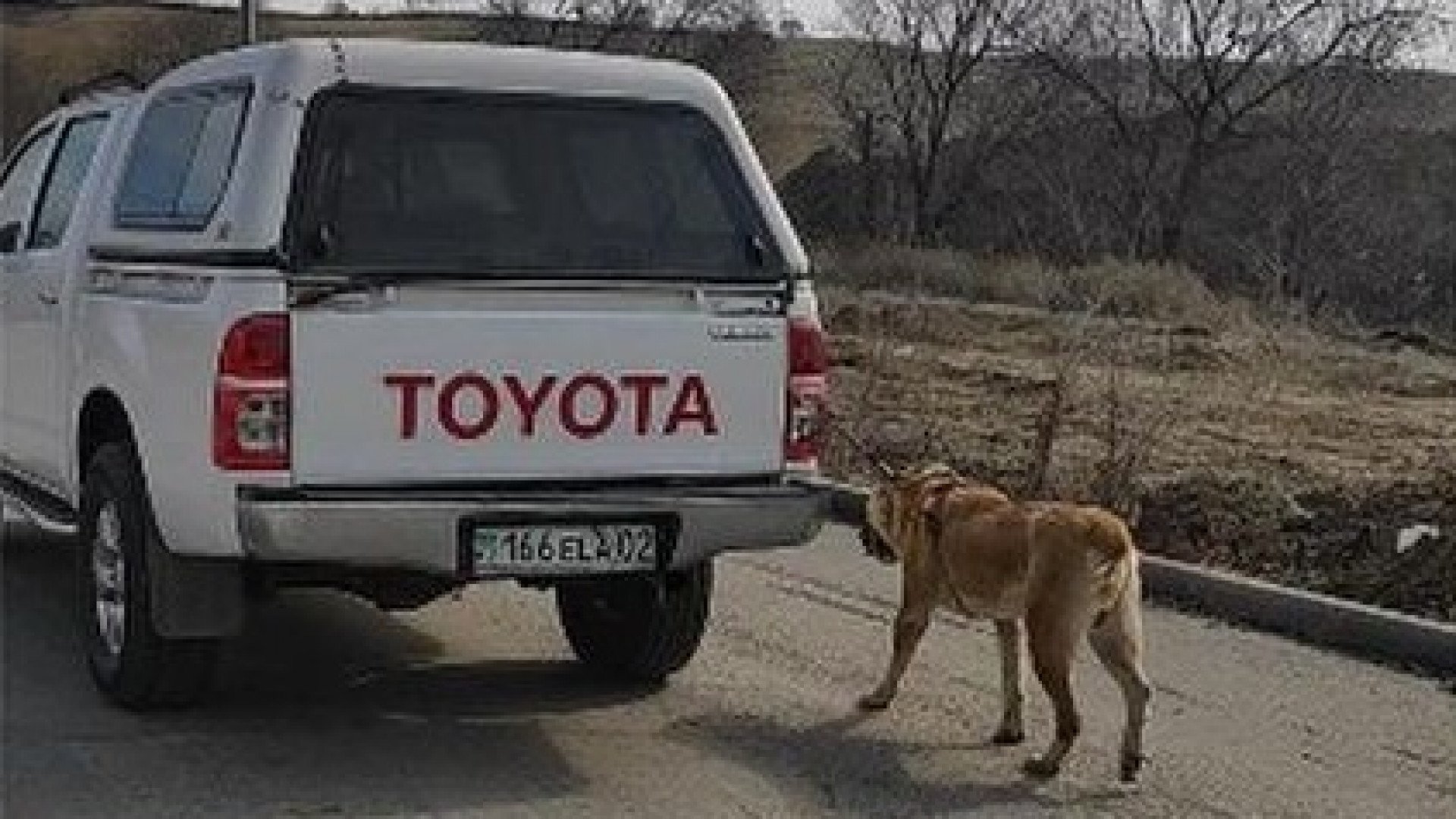 Привязал к машине собаку и катался”: казахстанцев возмутило фото: 09 марта  2021 09:57 - новости на Tengrinews.kz