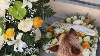 Собака растрогала семью умершего хозяина своей преданностью