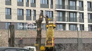"Закрывали вывеску". Тополя незаконно вырубили возле новостройки в Алматы