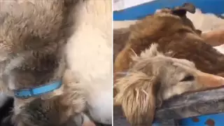 Видео с жестоко убитыми тазы шокировало казахстанцев