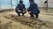 Скелет неизвестного существа обнаружили на востоке Узбекистана
